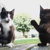 野原で遊ぶ２匹の子猫が可愛い！【動画】