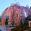 【京都🌸桜巡り2021🌸】京都の桜を駆け足で巡る旅🚌