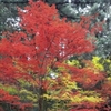 小国神社の紅葉