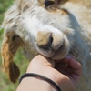 かわいいと美味しそうの狭間で揺れ動く