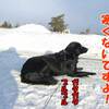 オモチャをレトリーブする猫。レトリーバーなのに持ち逃げする犬。