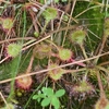 自生する食虫植物