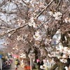 宇都宮で桜開花