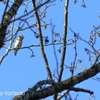 一脚を持って野鳥撮影してみた