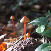 アカチシオタケ（Mycena crocata）- 松江城マッシュルームマップ