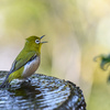 山頂の公園にやって来た野鳥たち ＂イカル＂＂シメ＂＂ビンズイ＂＂ルリビタキ＂ほか……　　野鳥撮影《第467回》