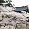 今日から４月・桜の春爛漫！！