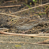 出水へ鳥を見に（２０２０　０２２９～０３０１）その６。