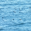 クロガモ　髙萩海岸風景