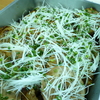 今日のオフィスランチ