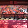 京都　長岡京　楊谷寺　紅葉ツーリング