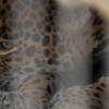 ジャガー Panthera onca