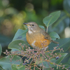 お腹が赤茶色の鳥。その名もアカハラ（赤腹）