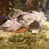 海水魚の隠れ家にフジツボの殻を購入