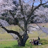 島根・うんなん桜