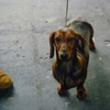 DACHSHUND (SMOOTHHAIRED)