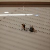 ＭＩＮＩＡＴＵＲＥ　ＬＩＦＥ展　～田中達也　見立ての世界～　時にミクロの世界も面白