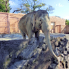 《茨城日立市》かみね動物園１