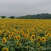 南知多町の観光スポット：　花ひろばでの向日葵畑体験と感想。ちょっと注意点も