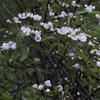 西洋梨、深山桜開花