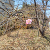 スウィングマーケット春分の日です