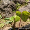 さつまいもの植え付け