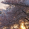 今日の一枚「1日の終わり。桜も終わり」(2021.04.02)[花]