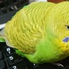 １１月１９日の相場を見てみたよ　チュン