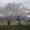 桜の季節