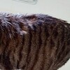 幸運を掴む鍵しっぽの持ち主