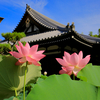 京都・花園 - 法金剛院 観蓮会