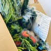 🙋‍♀️朝どり野菜届きました！