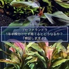 ブセファランドラ1年半株分けせず育てると大きくなる？検証します！