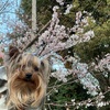 今週のお題　お花見🌸 毎年恒例の花見ルート　上野公園＆千鳥ヶ淵