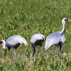 うち渡す竹田の原に鳴く鶴の･･･巻第4-760～761