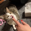 月一のマッサージに通う気になった日。
