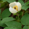 山行記　十種ヶ峰　ヤマシャクヤク