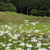 除虫菊