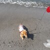 海に来ました🐶