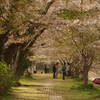 家山の桜は見頃過ぎ　～次の楽しみは・・・～