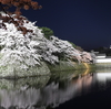 今日は冷たい雨でした。ちょっと寒いと彦根城の桜を見る気になりません