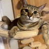 急性膀胱炎のるみちゃん