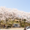 【桜の穴場】ふれあいの森さくら広場でお花見しよう【富山氷見】