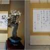 司法書士さんと話したり長浜の盆梅展にいったこと