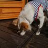 紅葉まつりの山中湖（その20；また来ようね。）