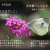 誕生花　4月22日