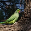 老鳥の介護　ワカケホンセイインコ