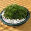 苔鉢（山苔アラハ）-86