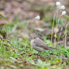 2019年3月30日の鳥撮り(2/2)-都内の都市公園