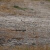 テンニンチョウ(Pin-tailed Whydah)